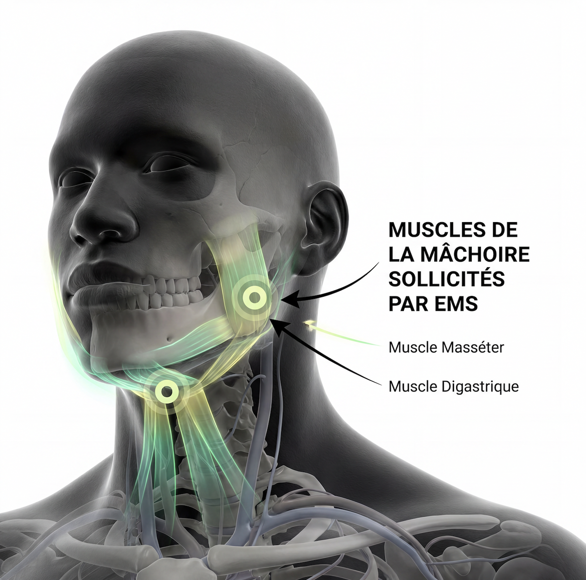 Anatomie mâchoire